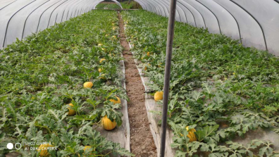 西瓜計劃·臺州市農合聯(lián)組建產(chǎn)業(yè)鏈深度合作聯(lián)盟模式初探